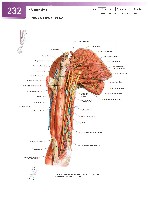 Sobotta Atlas of Human Anatomy  Head,Neck,Upper Limb Volume1 2006, page 239
